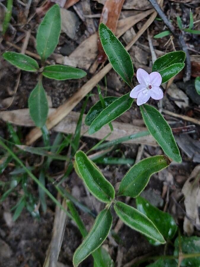 Pseuderanthemum 10