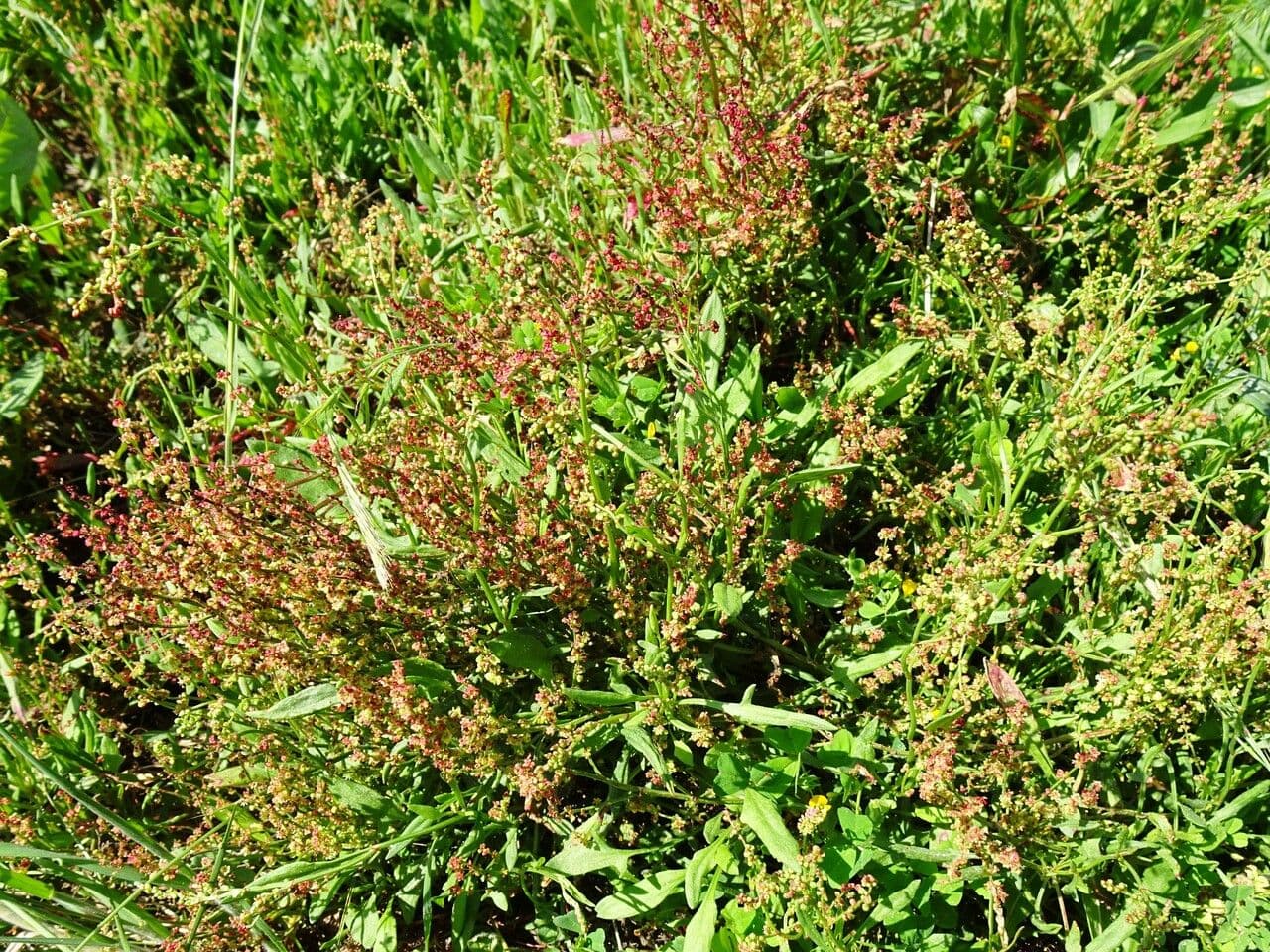 Acetosella 14