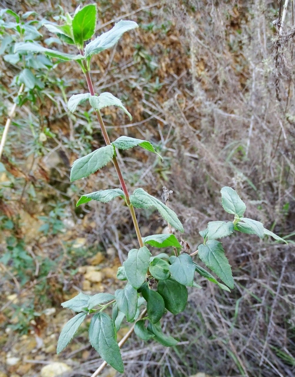 Keckiella cordifolia 12