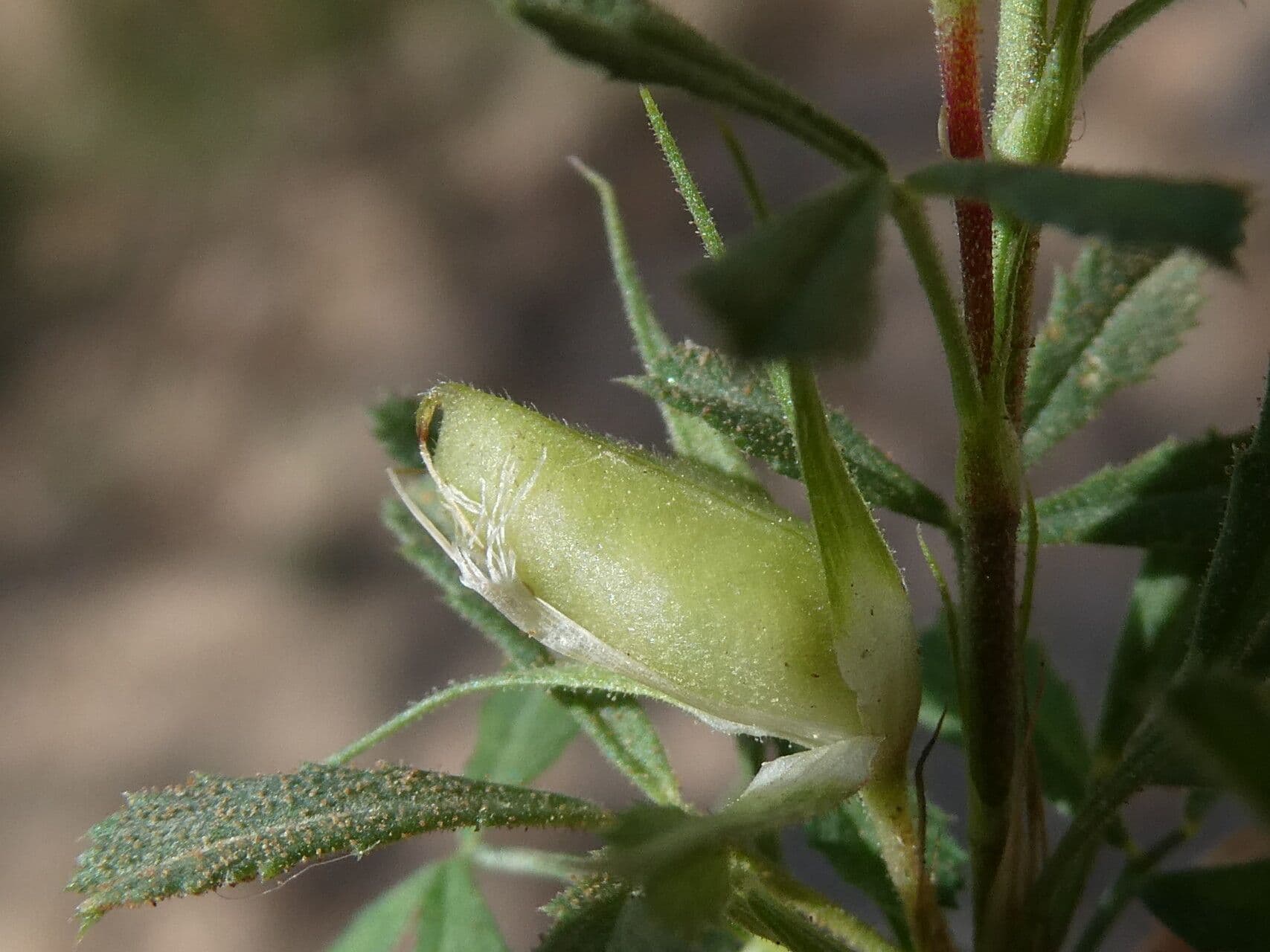 Asnallo 2