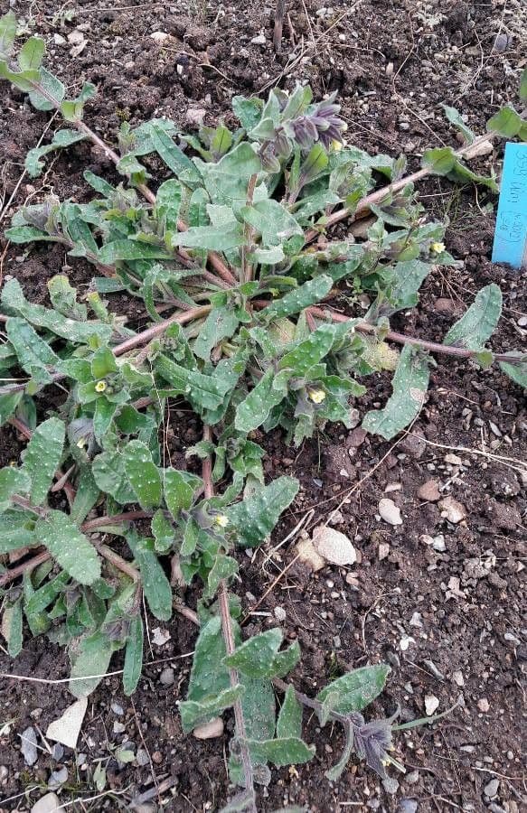 Nonea lutea 6
