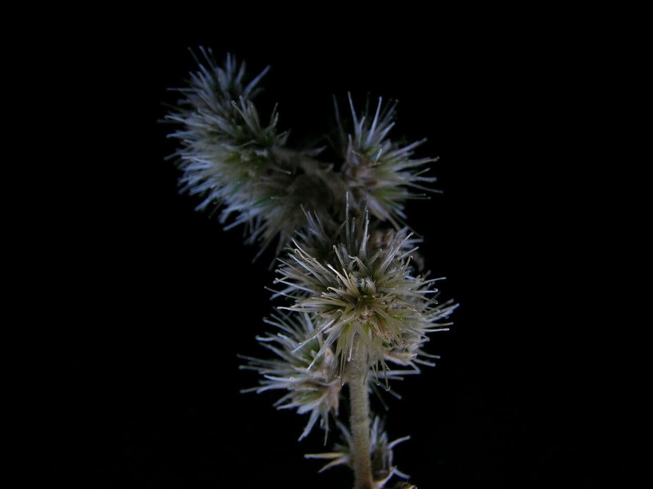 Cyathula