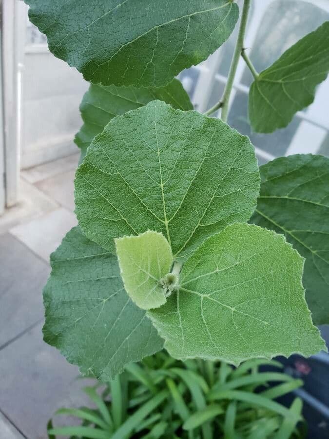 Dombeya espectacular