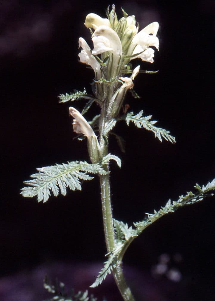 Pedicularis comosa 13