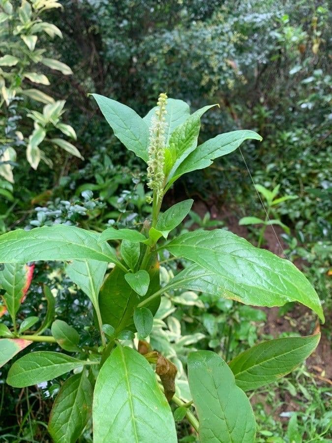 Phytolacca octandra 3