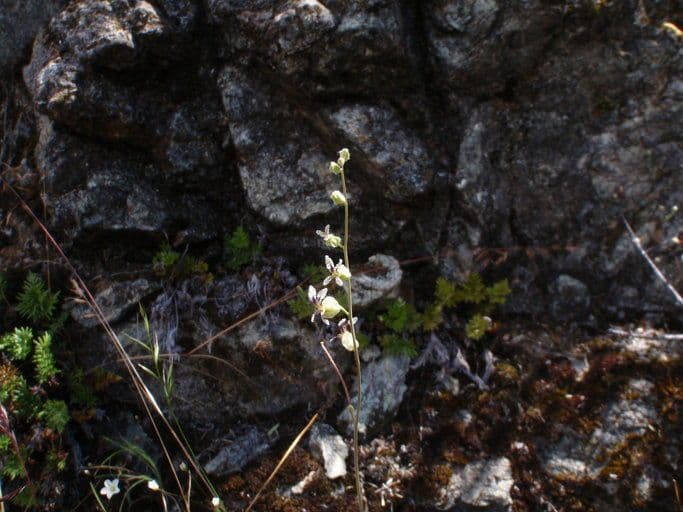 Streptanthus 12