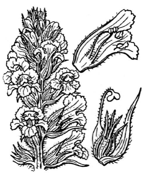 Corbiculada 25