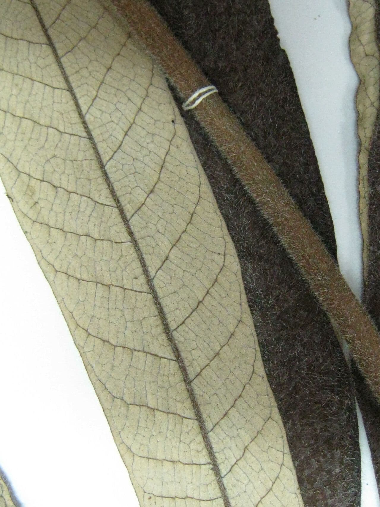 Cecropia