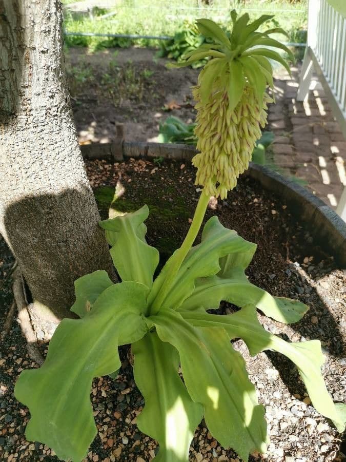 Eucomis 12