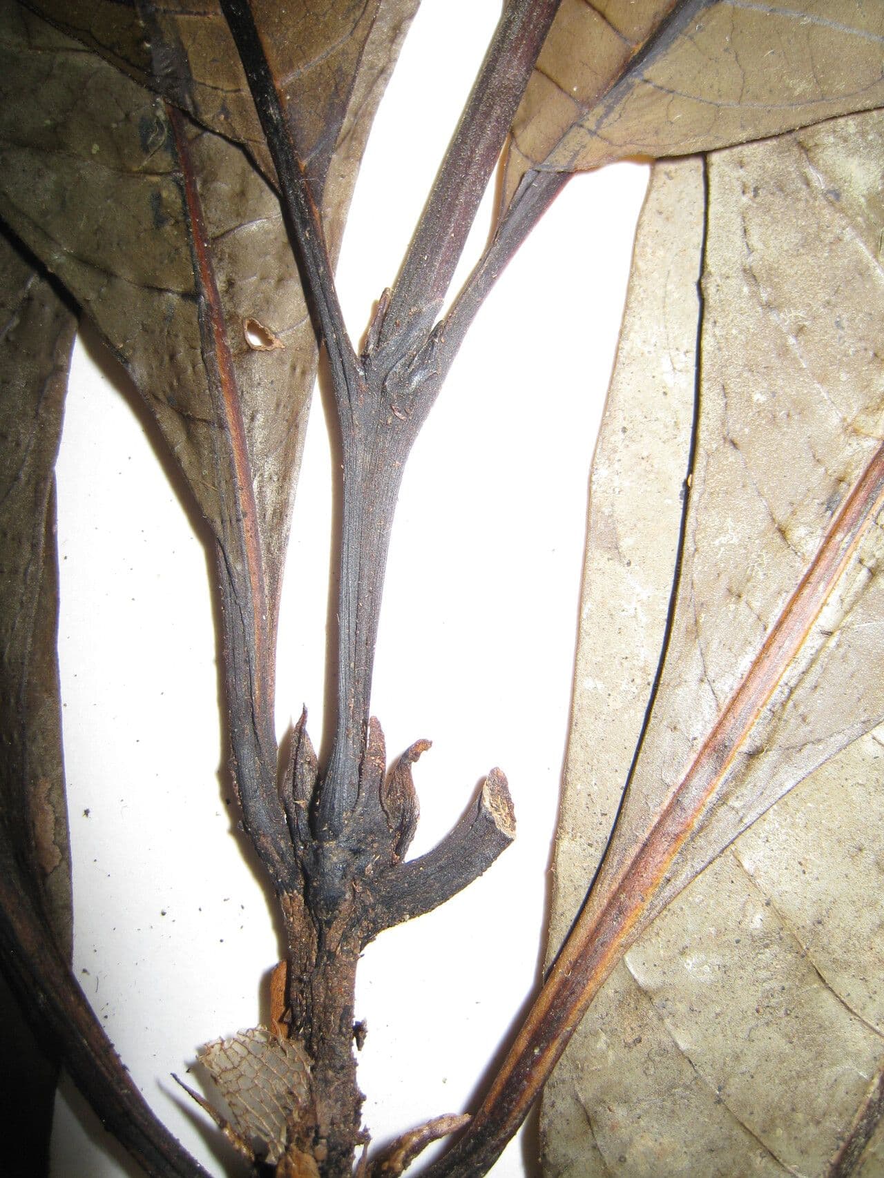 Palicourea