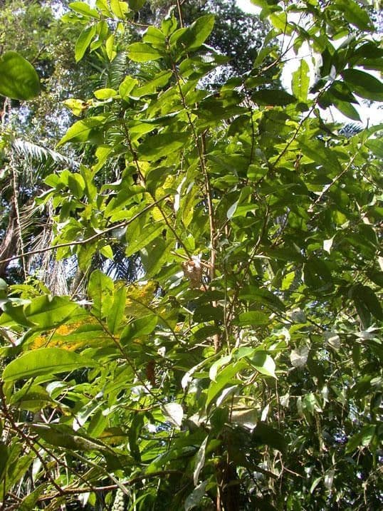 Xylopia 7