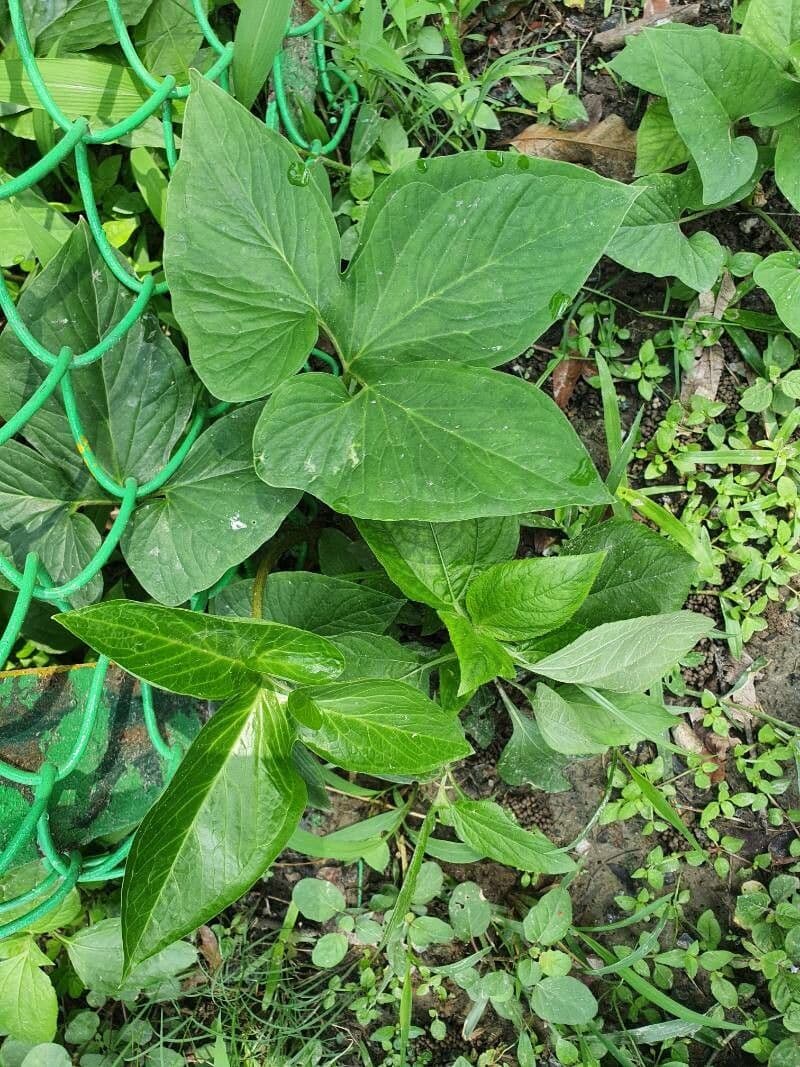 Typhonium 7
