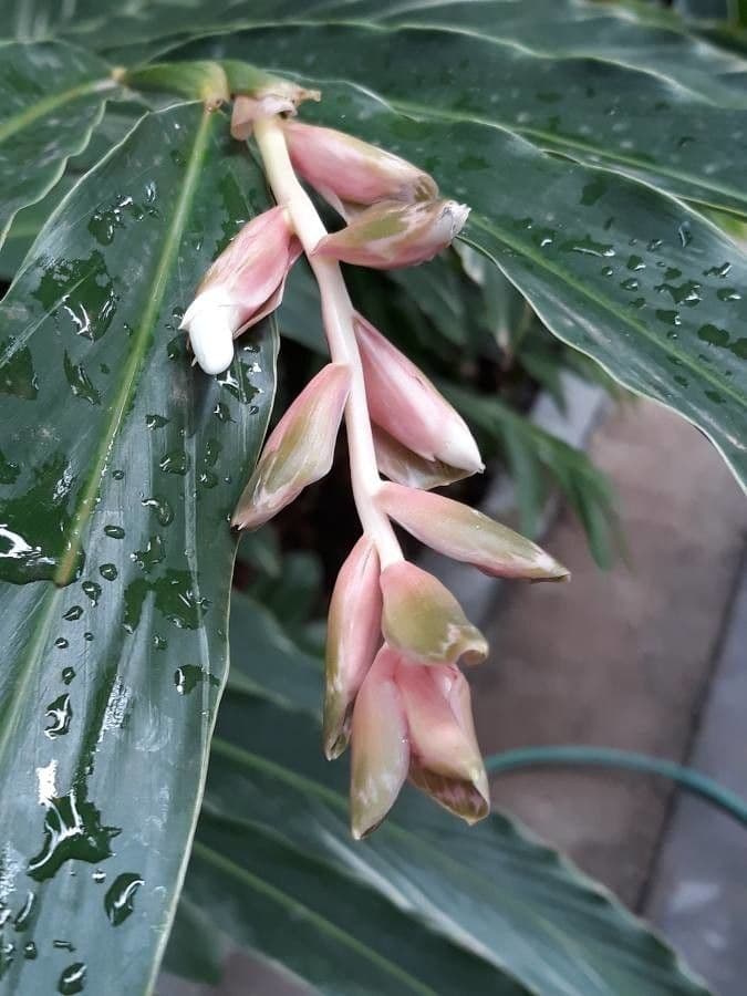 Alpinia zerumbet 27