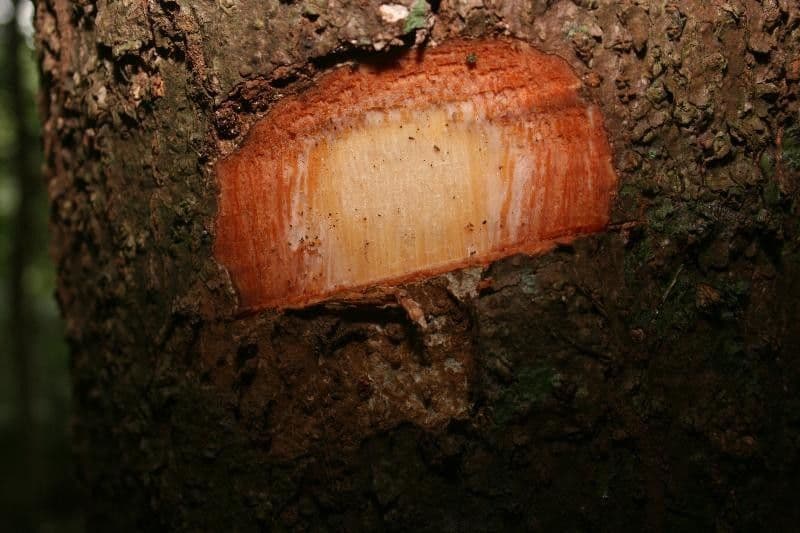 Sextonia 12