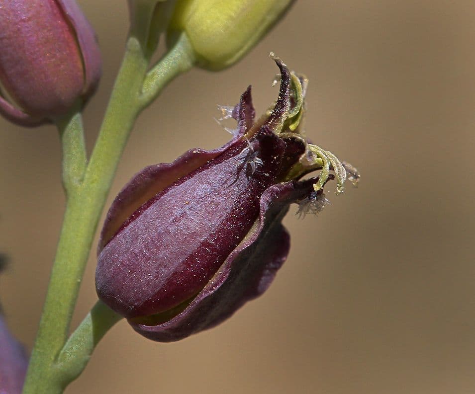 Streptanthus 4