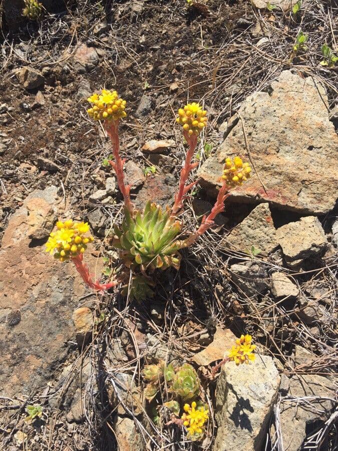 Sempervivum spatulé