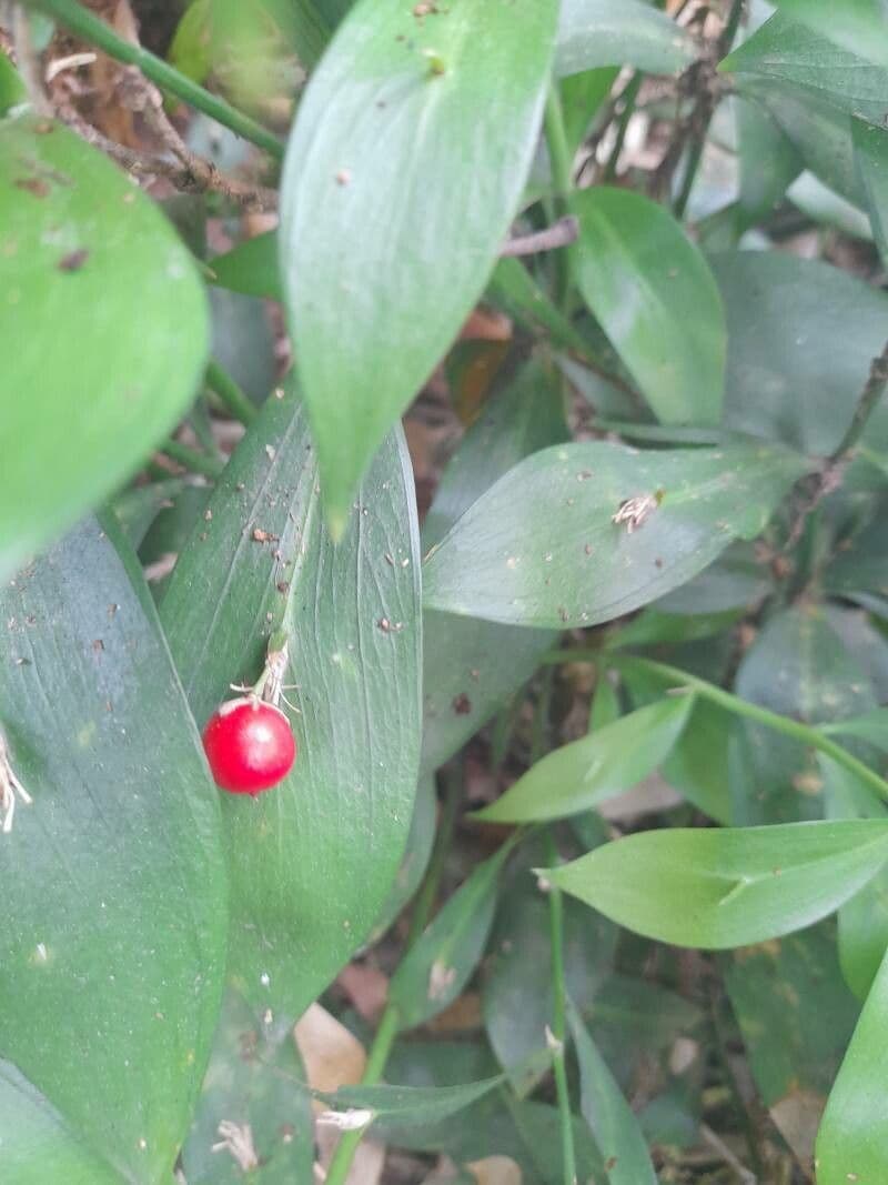Ruscella 4