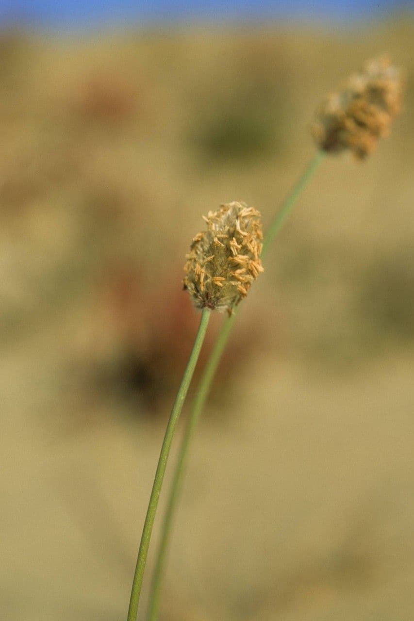 Alopecurus