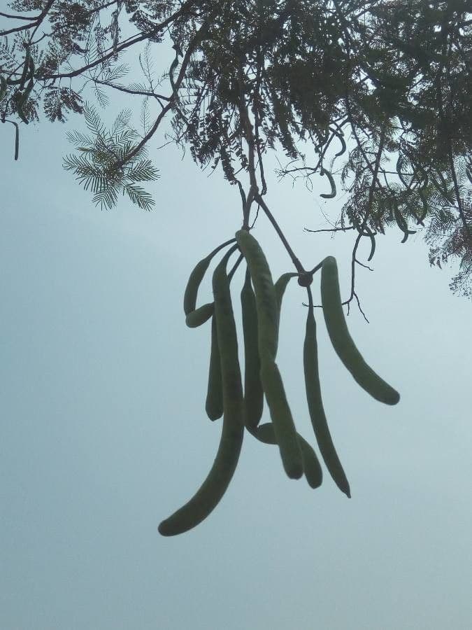 Parkia biglobosa 4