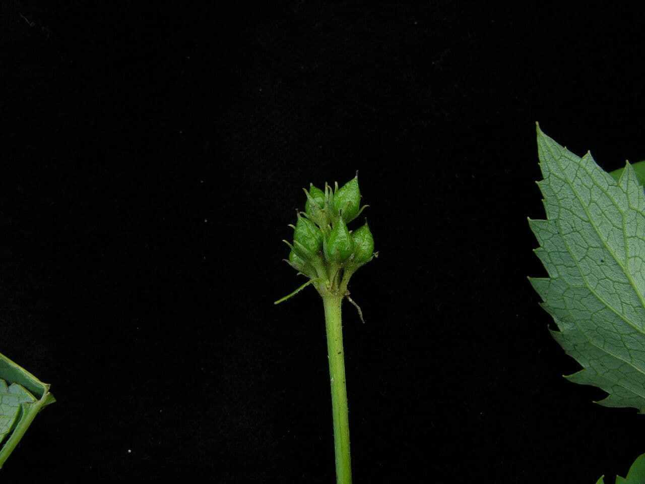 Scrofularia 5