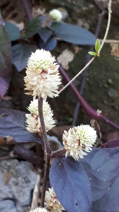 Alternanthera Brasiliana 10
