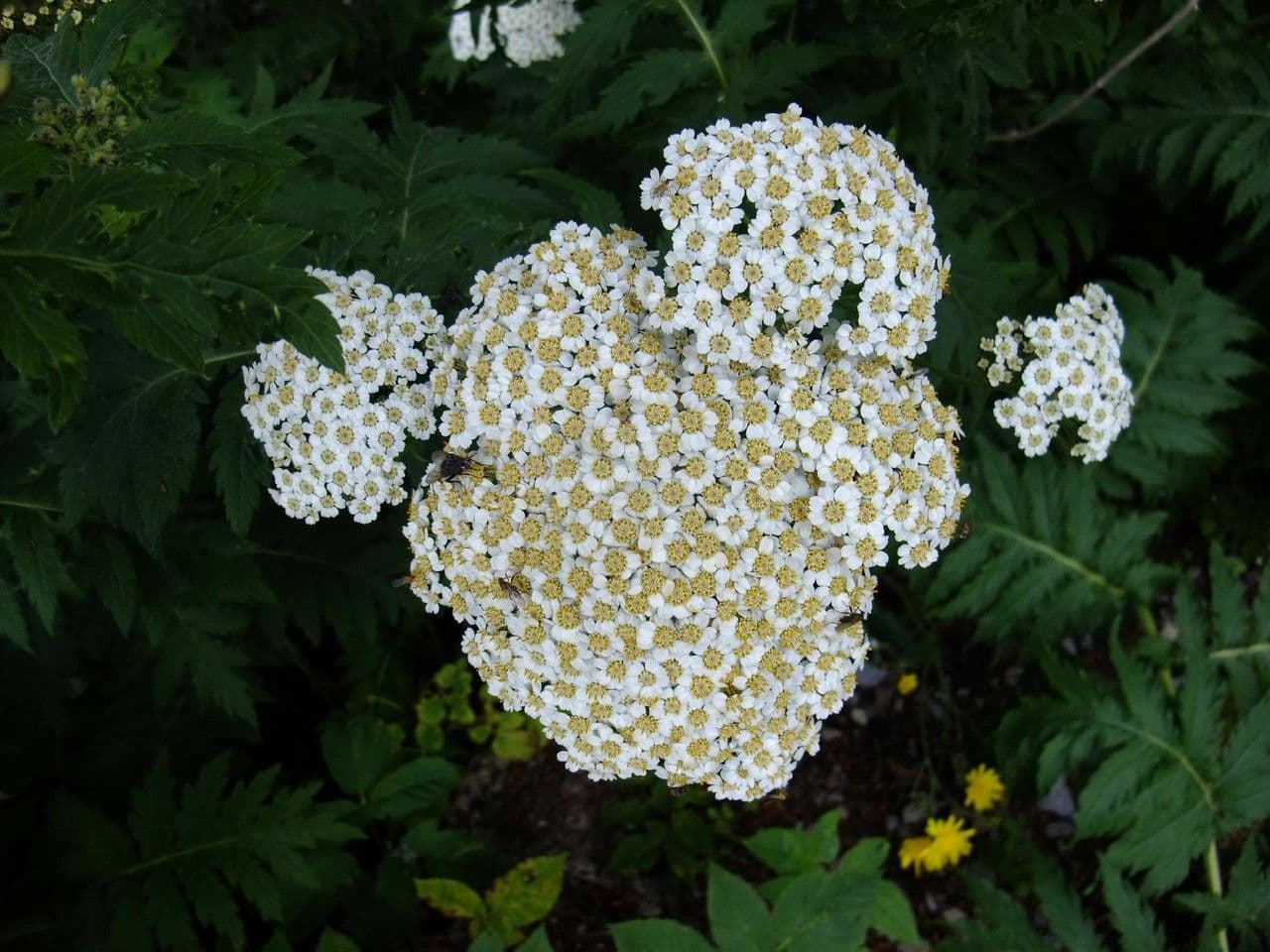 Großblättrige Rainfarn 3