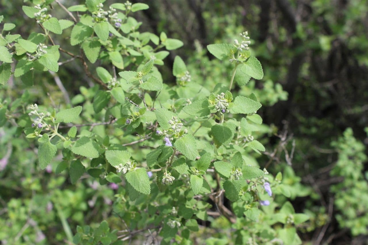 Salvia a grappoli 8