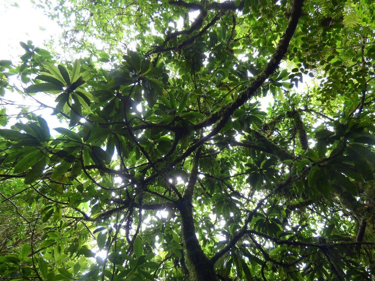 Sideroxylon 2