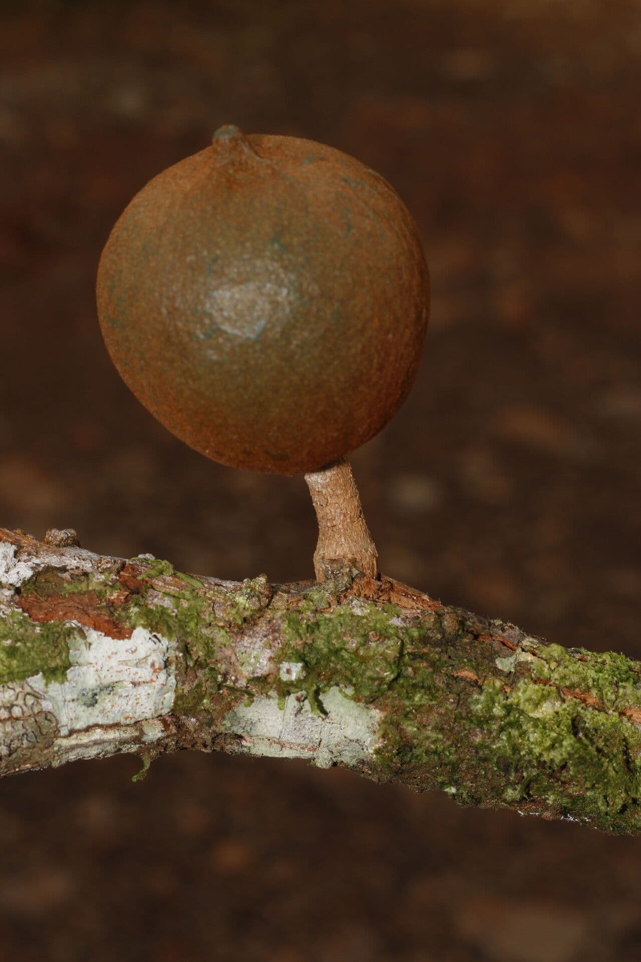 Chrysophyllum 2