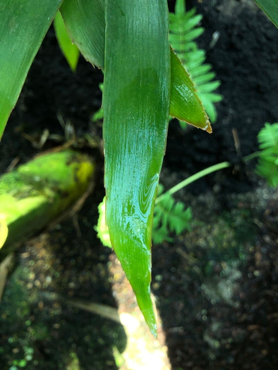 Zamia 14