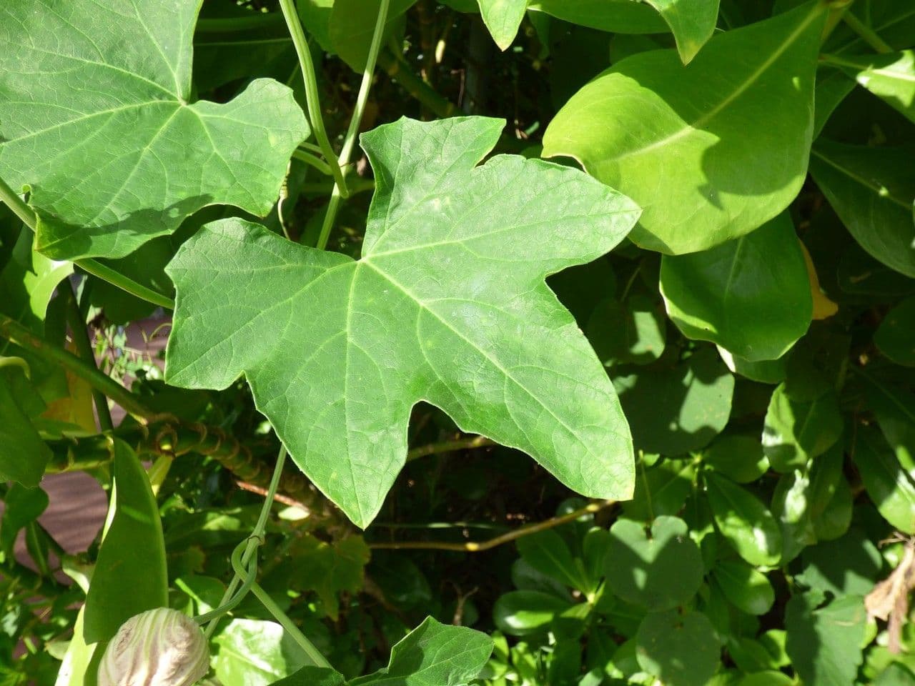 Zucca selvatica 14