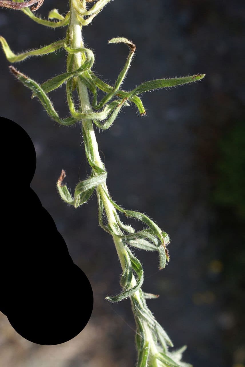 Neatostema apulum 15