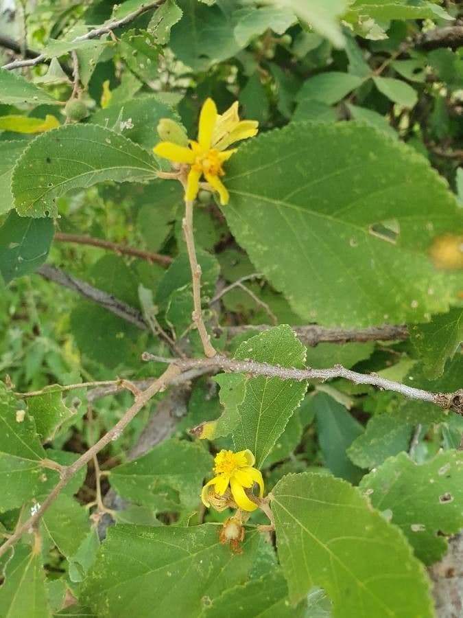 Grewia 10