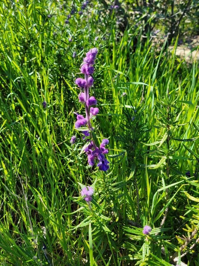 Trichostema 13