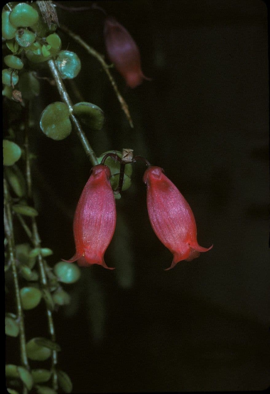 Kalanchoe 3