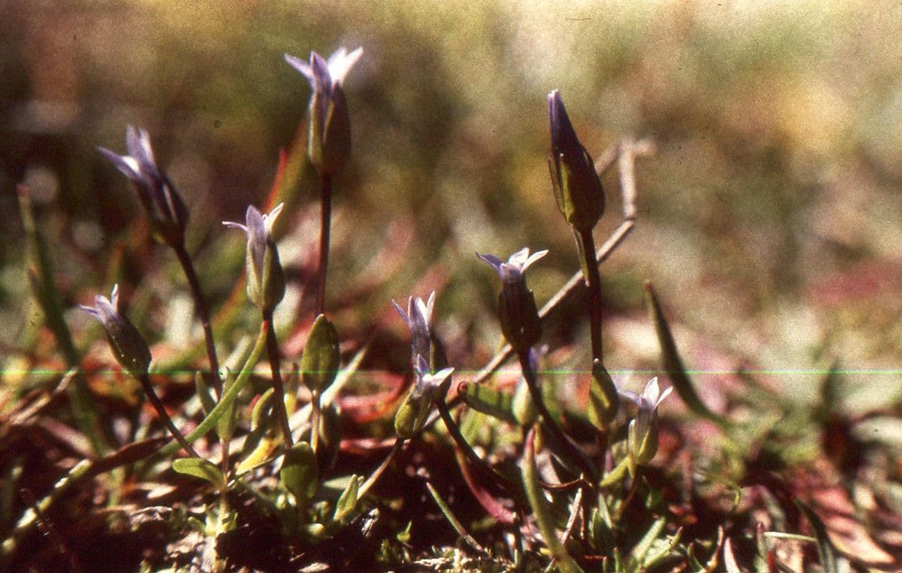 Comastoma tenellum 5