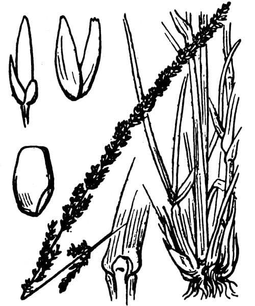 Espartillo 28