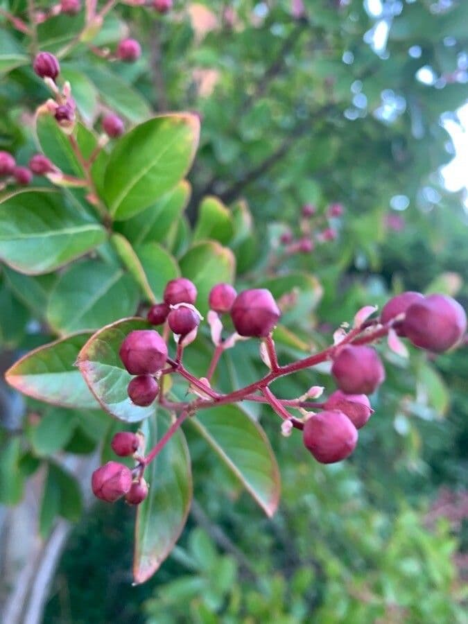 Lagerstroemia 5