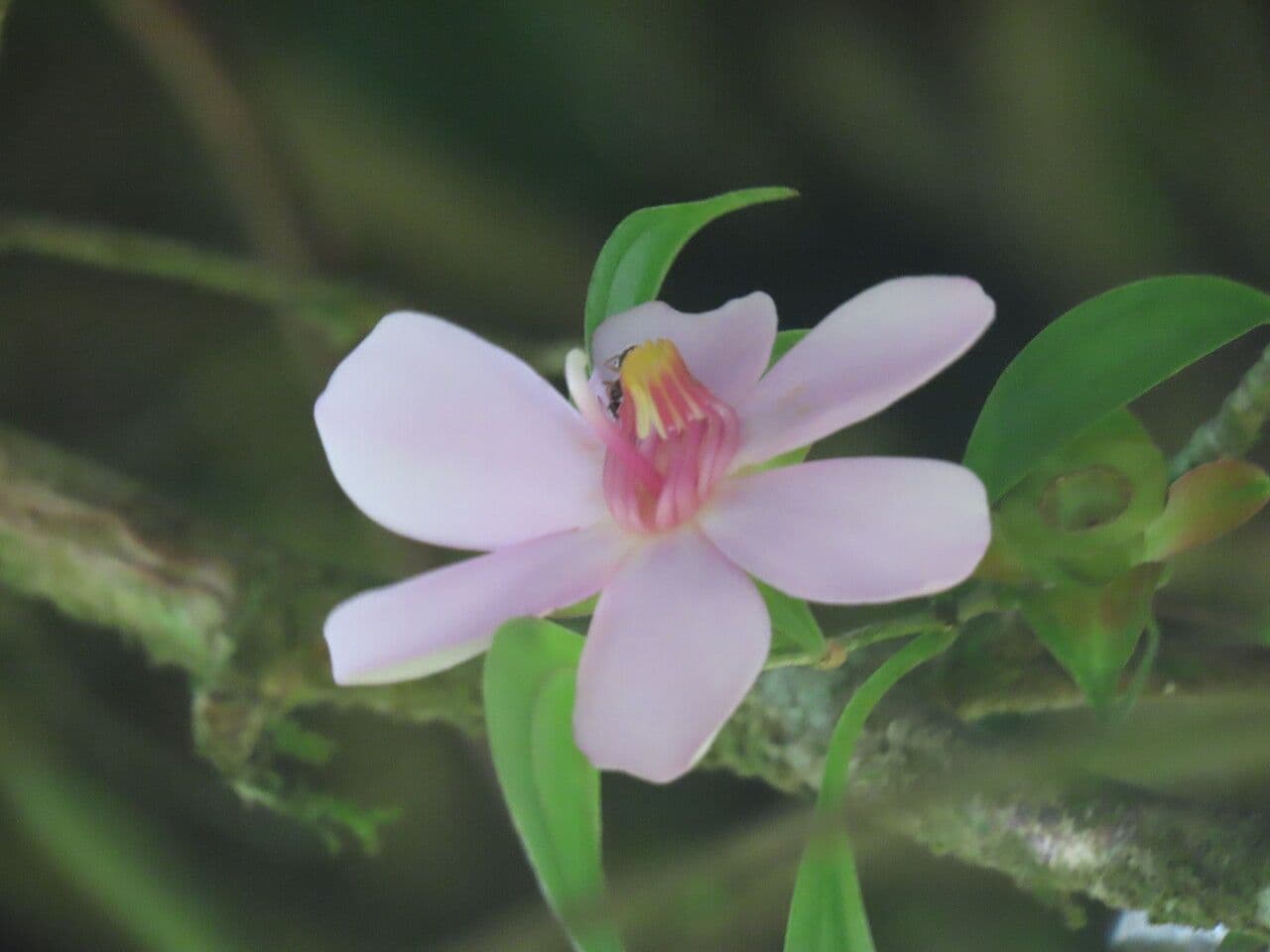 Blakea litoralis
