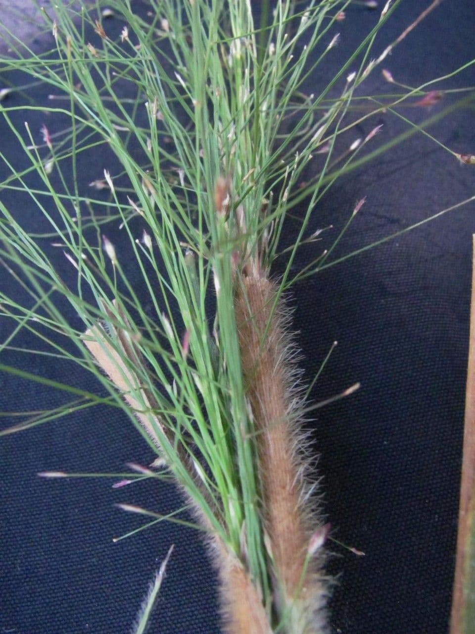 Panicum rudgei 3