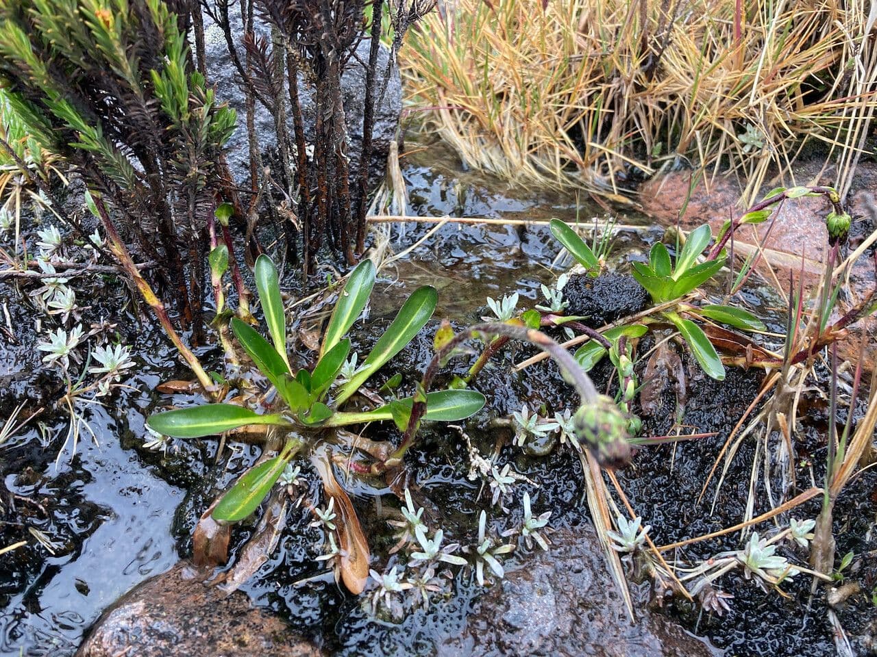 Oritrophium limnophilum 11