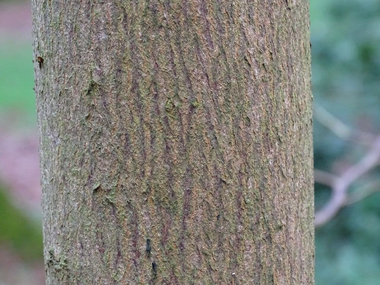 Pterostyrax 10
