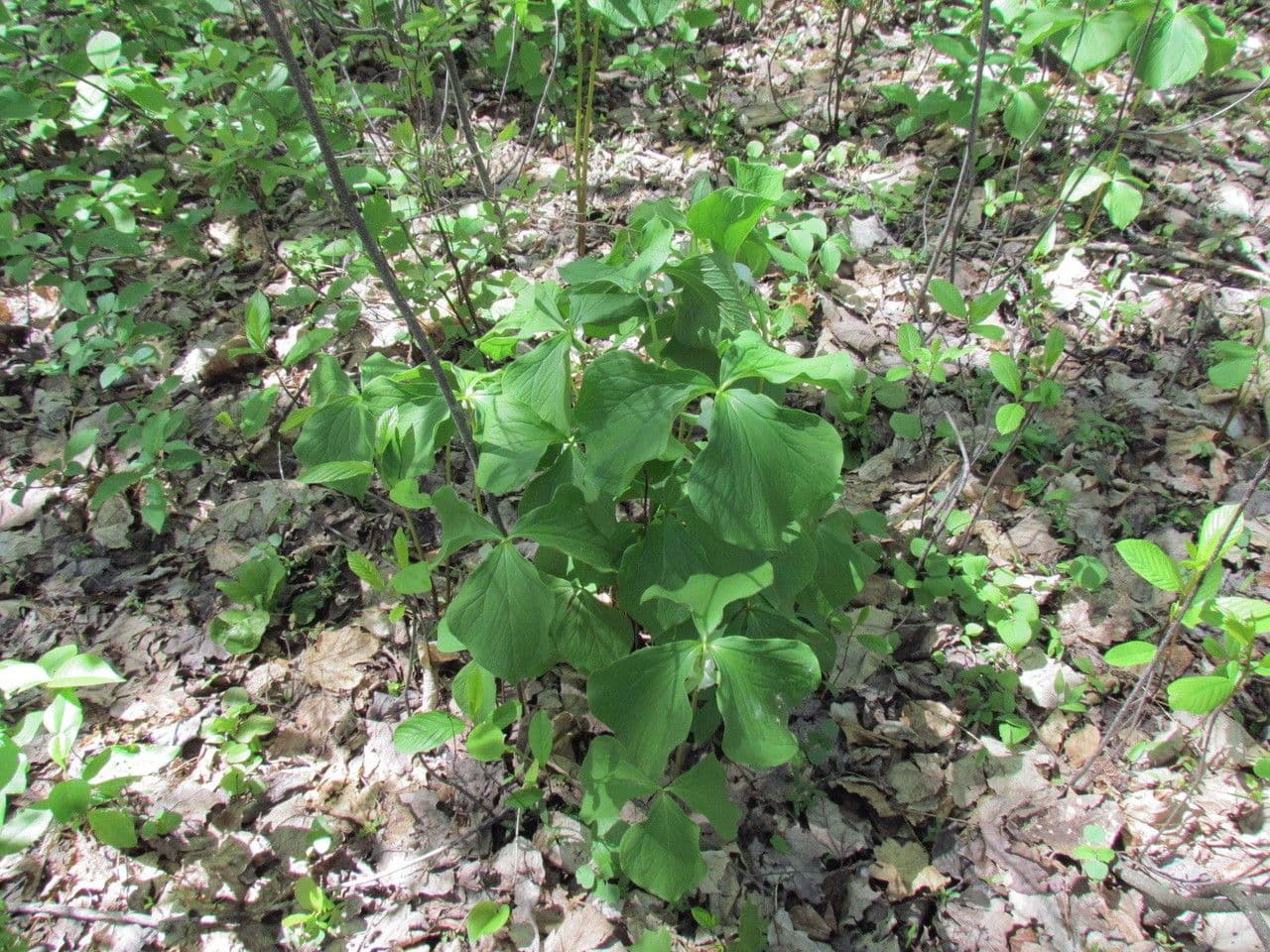 Trillium pochylone 12