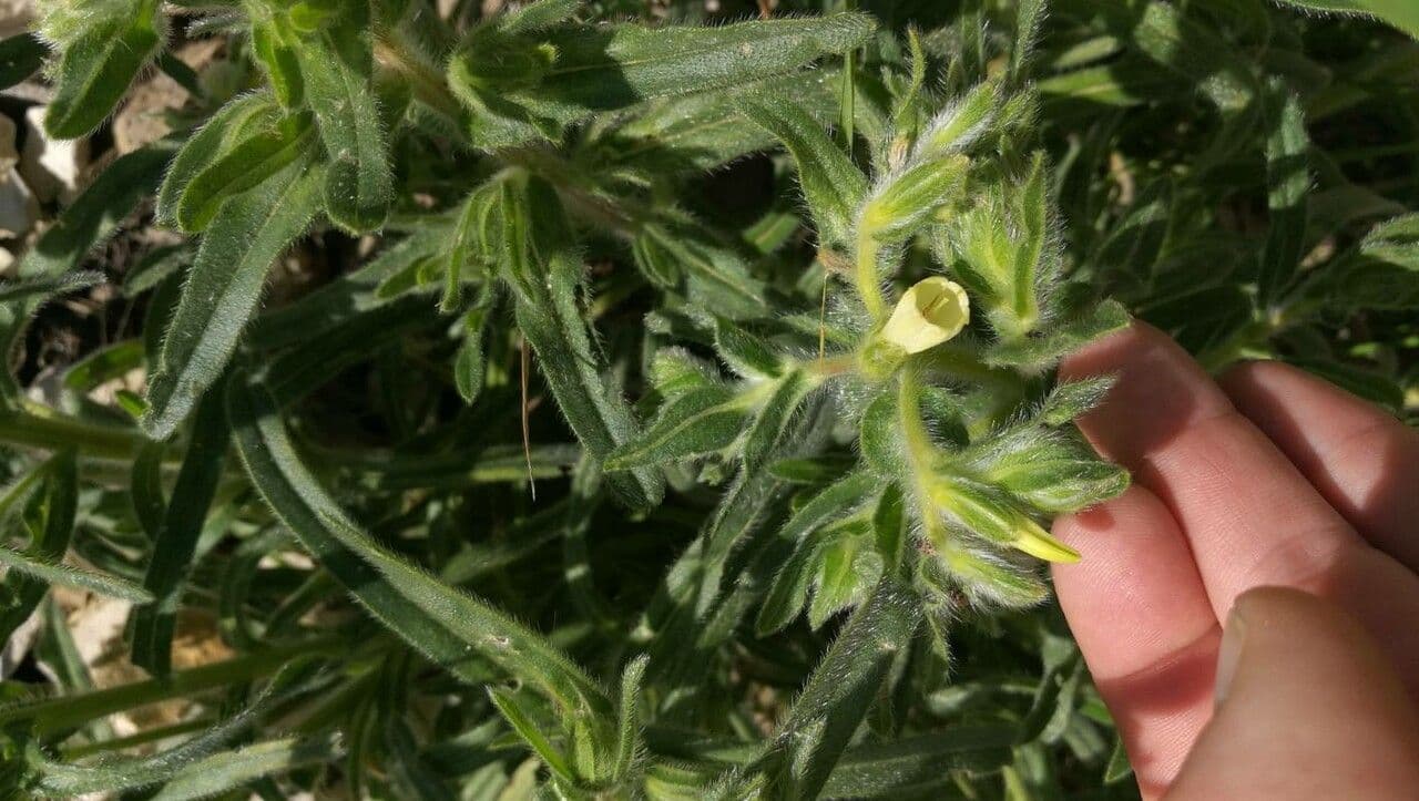 Onosma 3