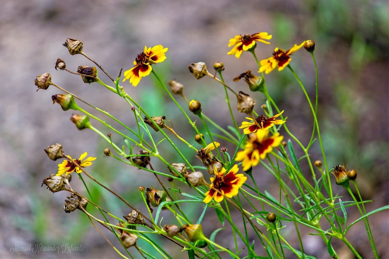 Färber-Mädchenauge 28