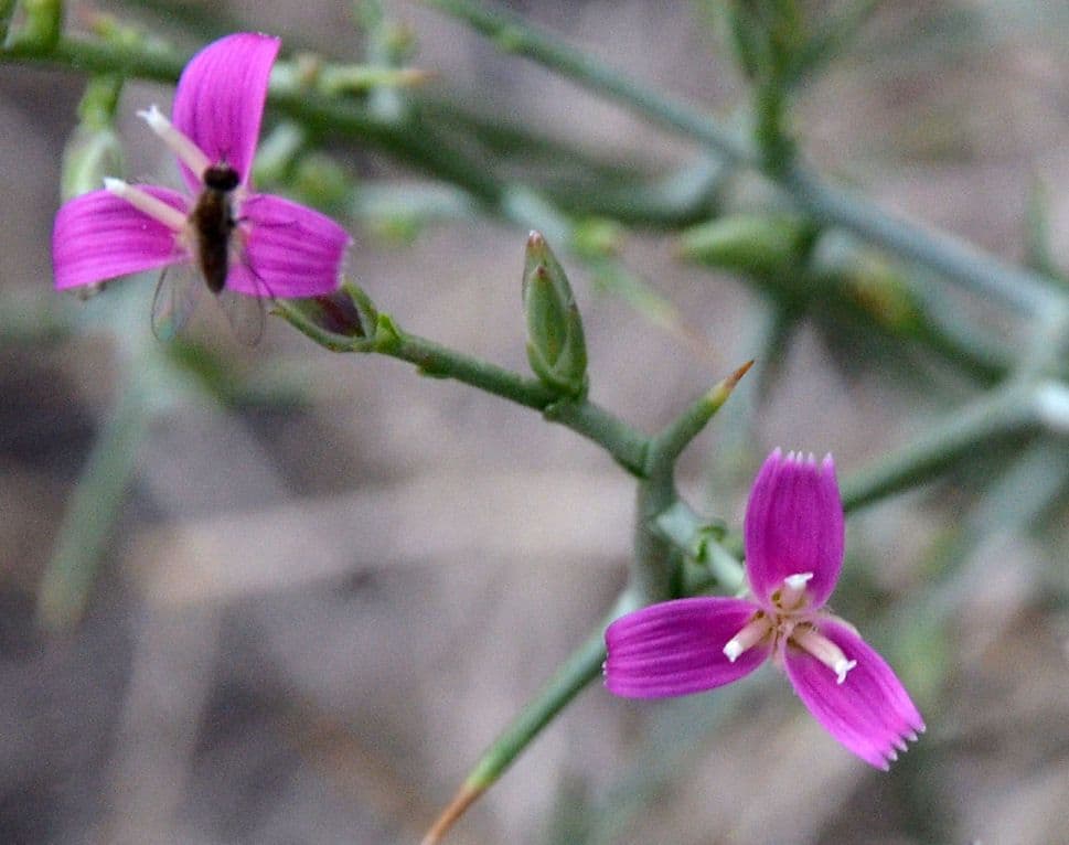 Pleiacanthus spinosus 3