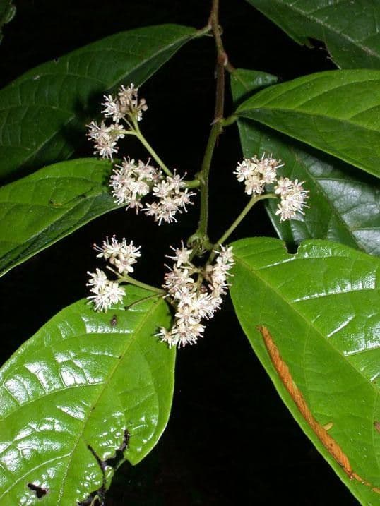 Dichapetalum 13