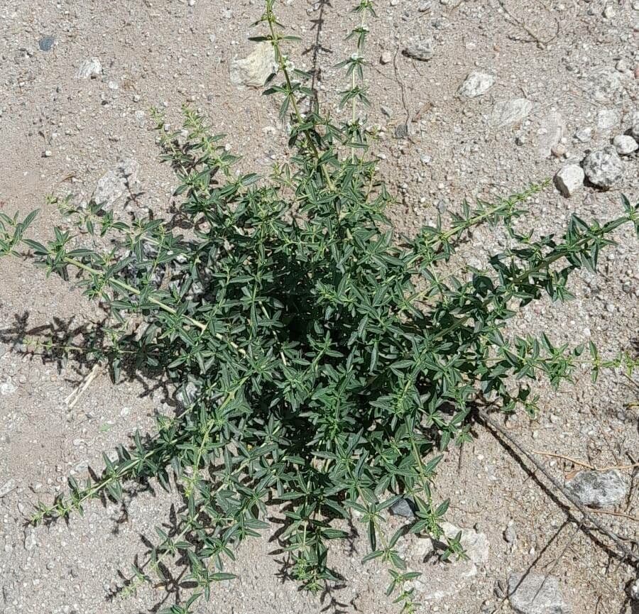 Lippia 4