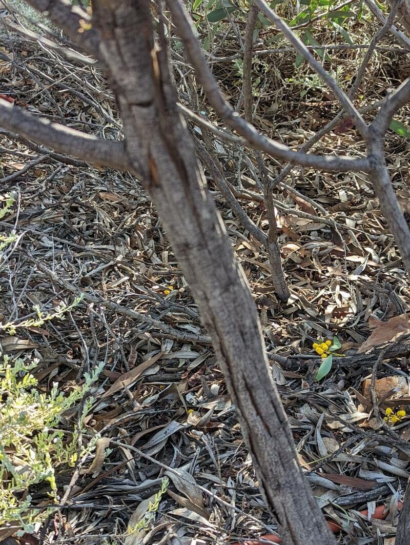 Acacia 6