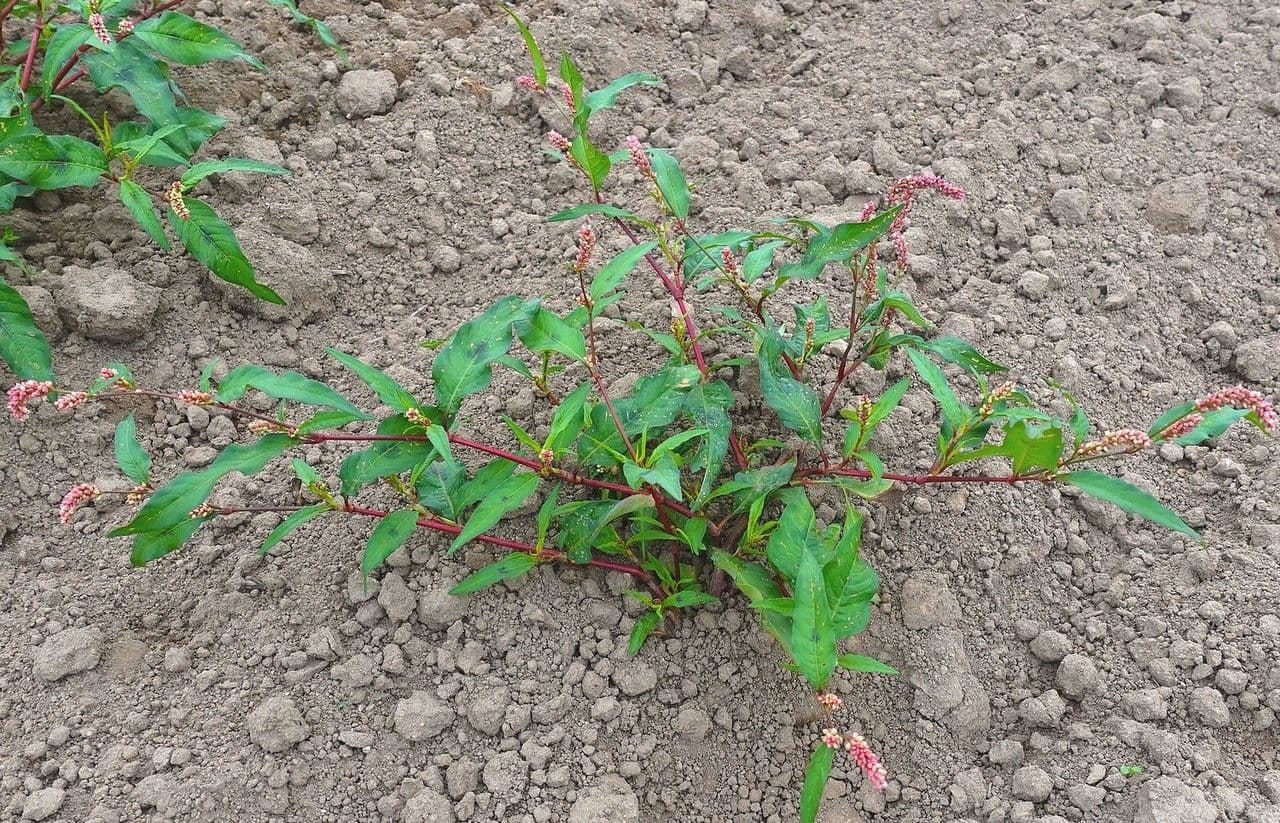 Poligono persicaria 15